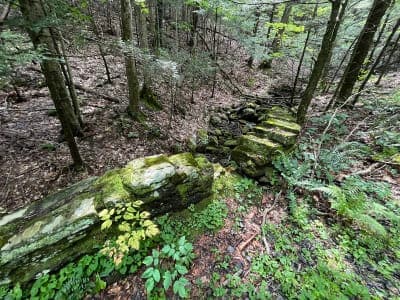 Chester-Blandford State Forest