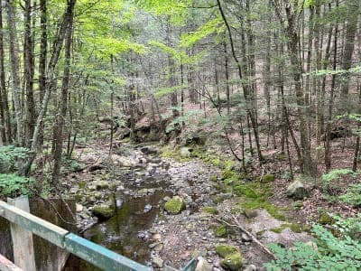 Chester-Blandford State Forest