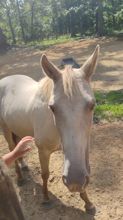 Chickasaw State Park & Riding Stables