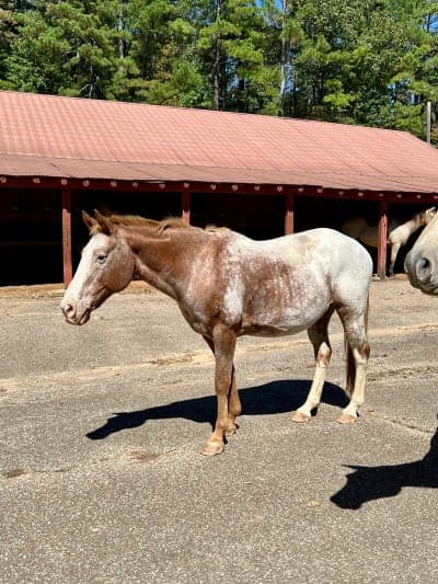 Chickasaw State Park & Riding Stables