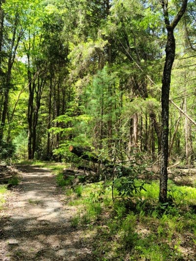 Clear Creek State Forest