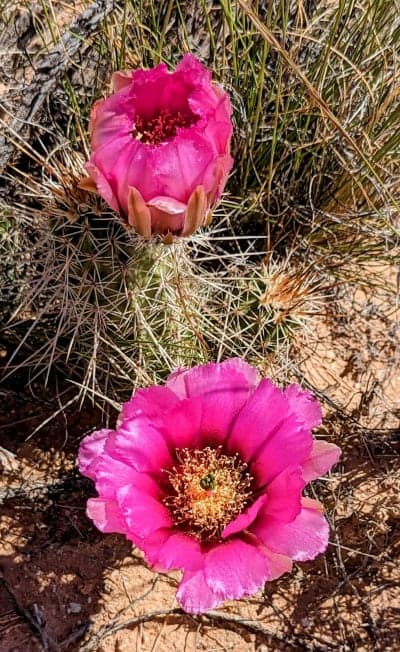 Cliff Rose Trailhead / Telephone Canyon Trails