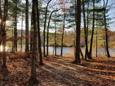 Cockaponset State Forest