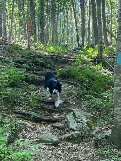 Cockaponset State Forest