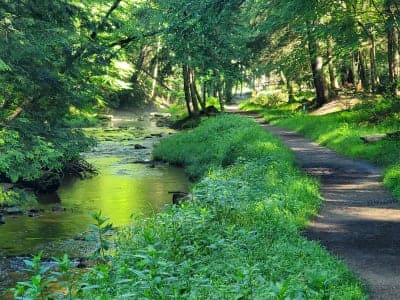 Cook Forest State Park