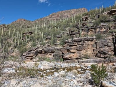 Coronado National Forest