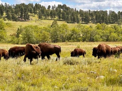 Custer State Park