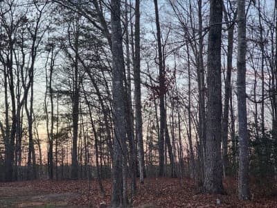 Daniel Boone National Forest – Little Lick Horse Camp