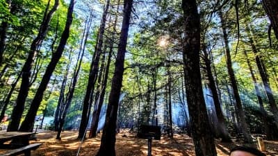 Daughters of the American Revolution (DAR) State Forest