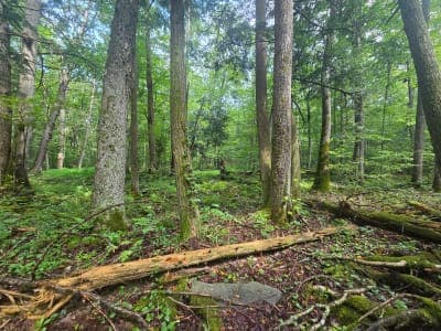 Delaware State Forest / Promised Land Tract