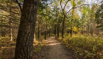 Denbigh Experimental Forest / Denbigh Trail
