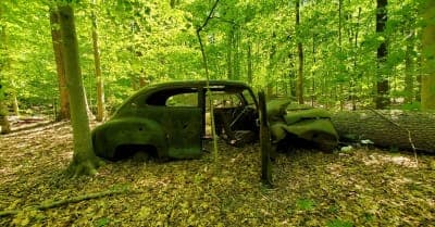 Doncaster Demonstration State Forest
