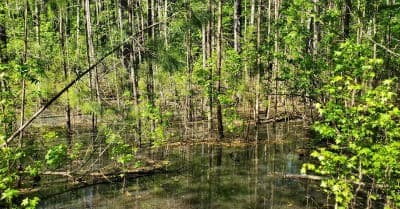 Doncaster Demonstration State Forest