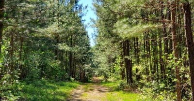 Doncaster Demonstration State Forest