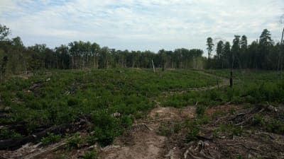Doncaster Demonstration State Forest