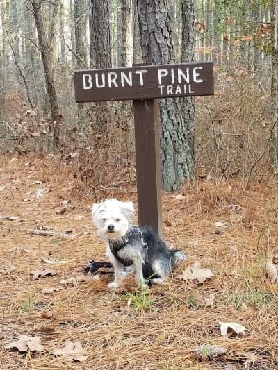 Doncaster Demonstration State Forest