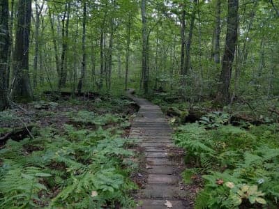 Douglas State Forest