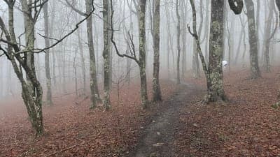 Elk Garden Trailhead / Virginia Highlands Horse Trail