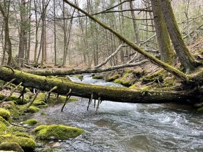 Elk State Forest / Thunder Mountain Equestrian Corridor