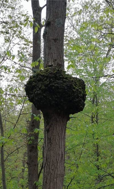 Fahnestock State Park (Clarence Fahnestock)