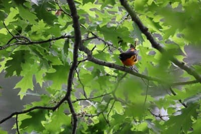 Farmington Recreational Rail Trail