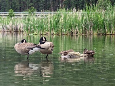 Fenton Lake State Park