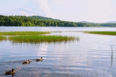 Finger Lakes National Forest | Backbone Horse Campground