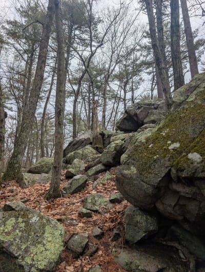 F. Gilbert Hills State Forest