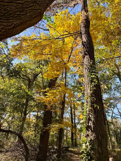 Flint Hills Trail State Park
