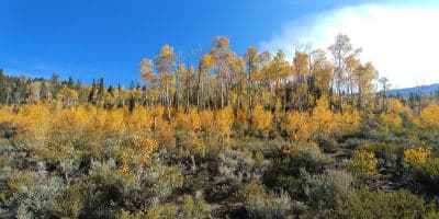 Fishlake National Forest / Tasha Equestrian Campground