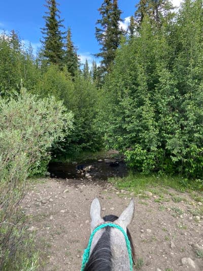 Fishlake National Forest / Tasha Equestrian Campground