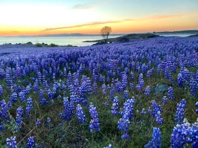 Folsom Lake State Recreation Area