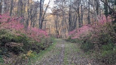 Fort Hill Recreational Rail Trail
