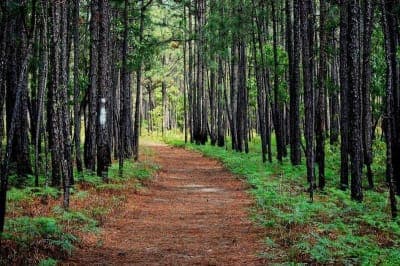 Francis Marion National Forest