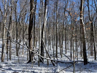 Frances Slocum State Forest