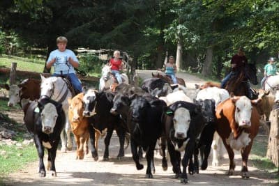 French Broad Outpost Ranch