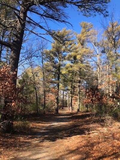 Freetown-Fall River State Forest