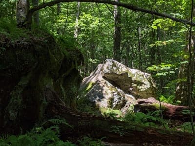 Garrett State Forest