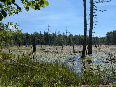 Georgetown-Rowley State Forest