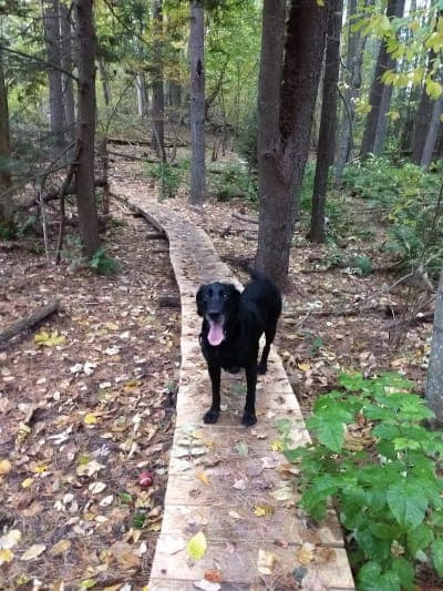 Georgetown-Rowley State Forest