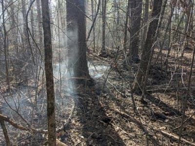 Georgetown-Rowley State Forest