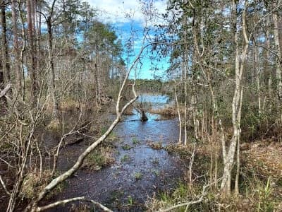 Geneva State Forest