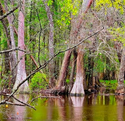 General Coffee State Park