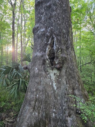 Goethe State Forest