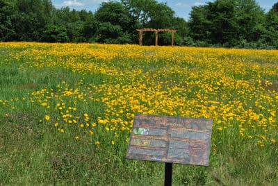 Godena Farm