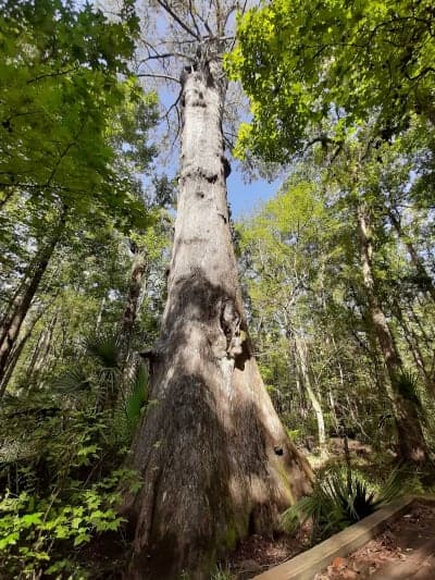 Goethe State Forest
