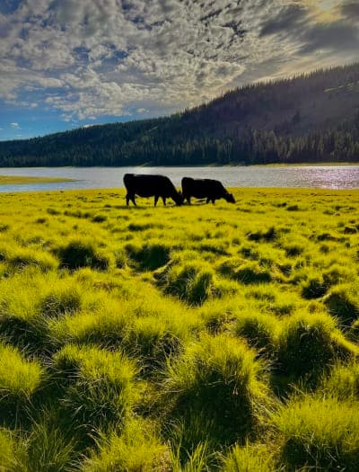 Goose Lake Camping Area