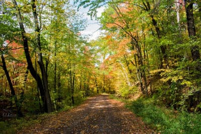 Governor Knowles State Forest