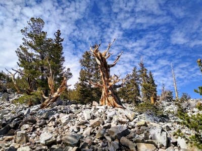 Great Basin National Park Backcountry Trails
