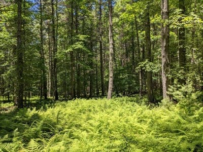Greenbrier State Forest
